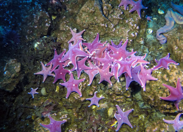 Sea stars in McMurdo Sound, Antarctica. Credit: Umihiko-Hoshijima