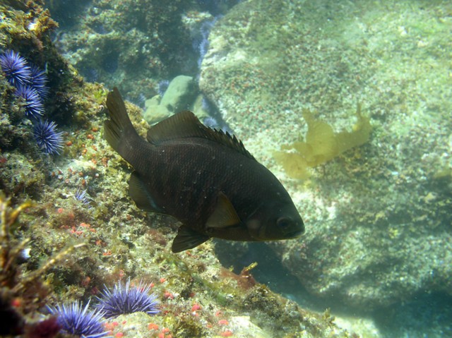 Black surfperch (Embiotoca jacksoni). Credit: Clint Nelson