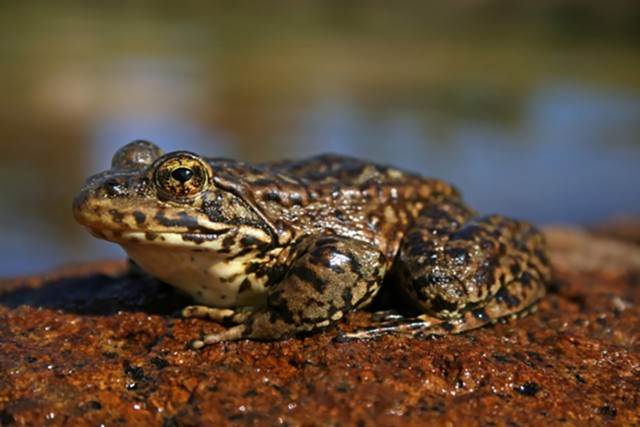 Mountain yellow-legged frog. Credit: Roland Knapp