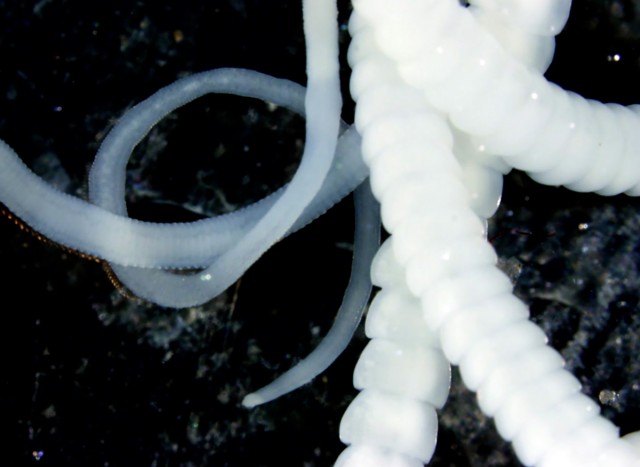 Hymenolepsis diminuta, more commonly known as the rat tapeworm. Credit: Todd Huspeni