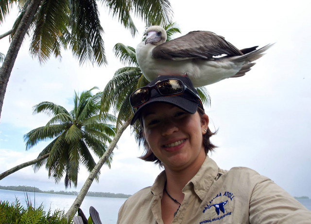 Red-footed booby assisting with fieldwork. Credit: Ana Sofía Guerra