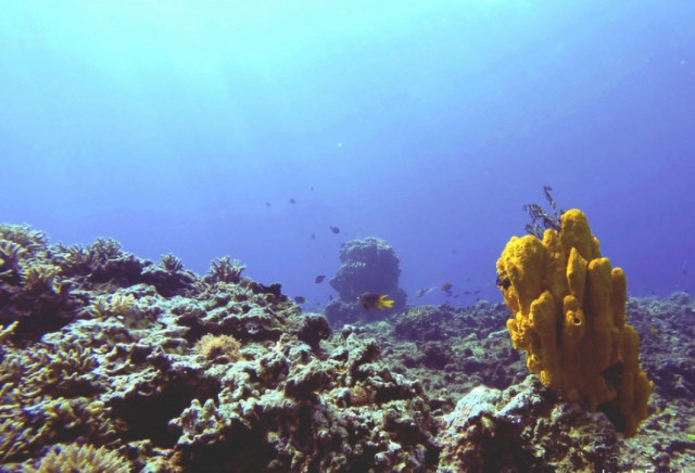 Reef Papua New Guinea. Credit: Jacob Eurich