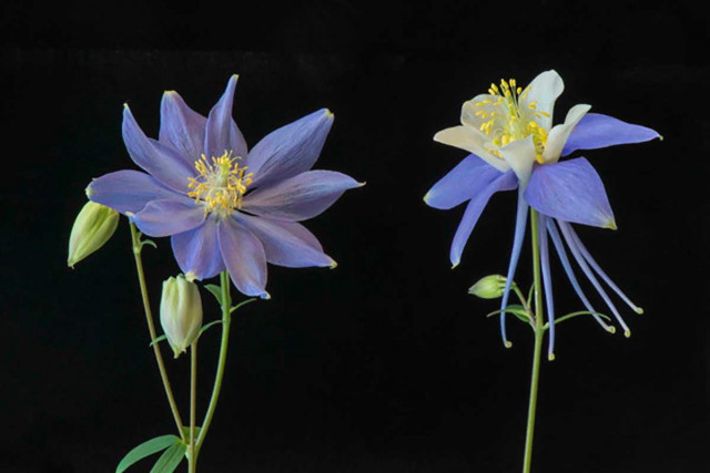 The mutant (left) and wild-type Colorado blue columbine