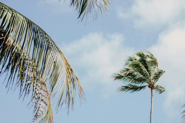 Coconut palm trees